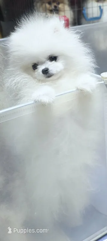 Elsa(micro Pomeranian)  – Pomeranian puppy for sale in Eastvale, CA