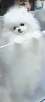 Elsa(micro Pomeranian) , a female Pomeranian for sale in Eastvale, CA – 1 of 2