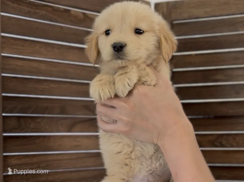 Honey  – Golden Retriever puppy for sale in Eastvale, CA