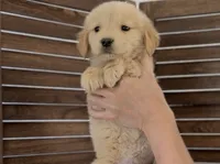 Honey , a female Golden Retriever for sale in Eastvale, CA – 1 of 2