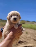 Golden , a female Golden Retriever for sale in Eastvale, CA – Photo 4 of 4