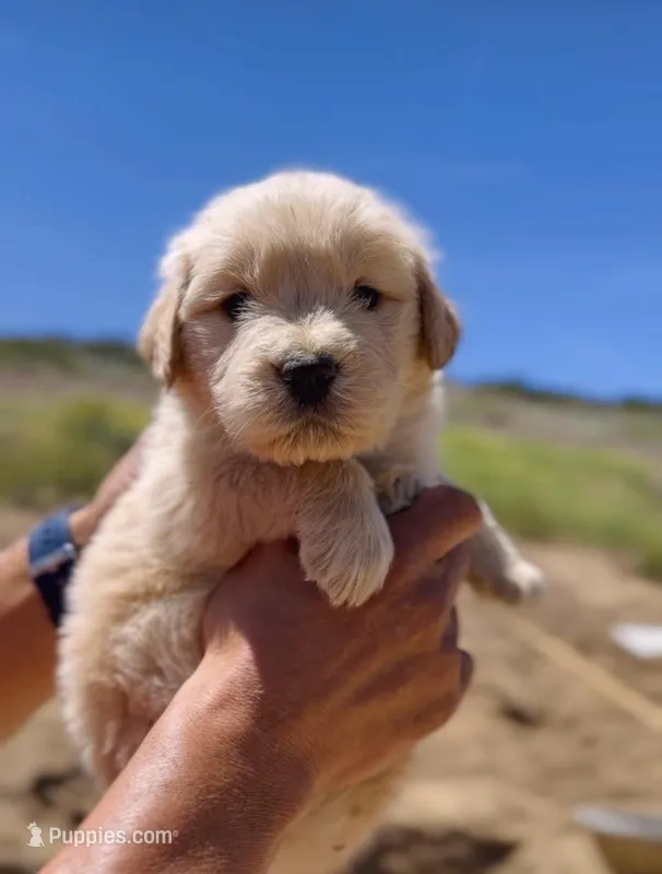 Golden  – Golden Retriever puppy for sale in Eastvale, CA