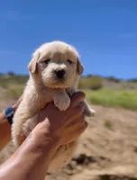 Golden , a female Golden Retriever for sale in Eastvale, CA – Photo 2 of 4