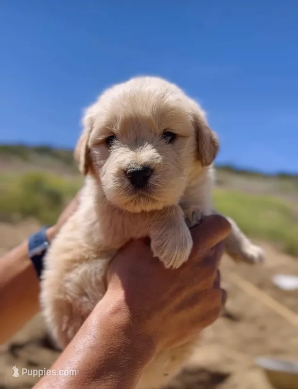 Golden  – Golden Retriever puppy for sale in Eastvale, CA
