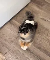 Lola , a female Pomeranian for sale in Eastvale, CA – Photo 2 of 3