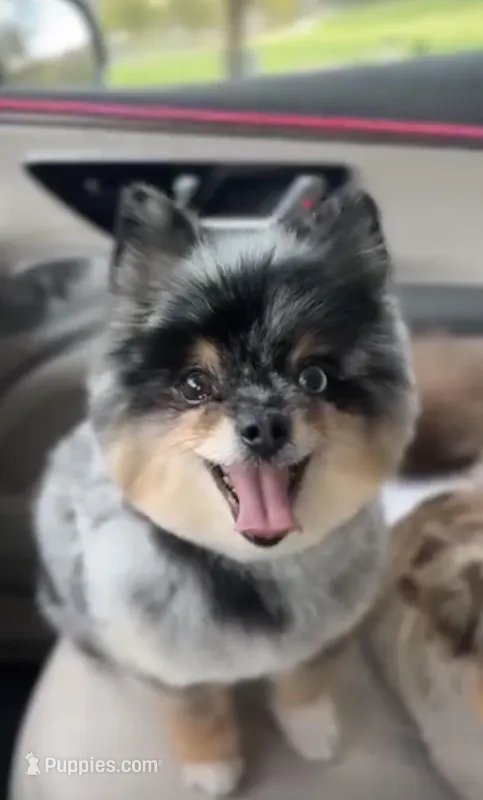 Lola  – Pomeranian puppy for sale in Eastvale, CA