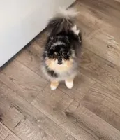 Lola , a female Pomeranian for sale in Eastvale, CA – Photo 3 of 3