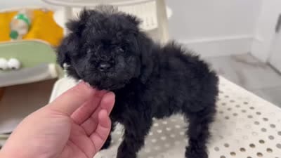 Kkambo, a male Poodle - Toy  for sale in Eastvale, CA – 3 of 3