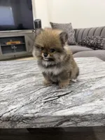Nana , a female Pomeranian for sale in Eastvale, CA – 2 of 3