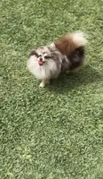 Cookie , a female Pomeranian for sale in Eastvale, CA – 3 of 5