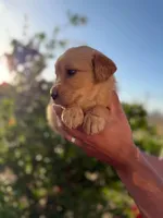Golden , a male Golden Retriever for sale in Eastvale, CA – Photo 2 of 3
