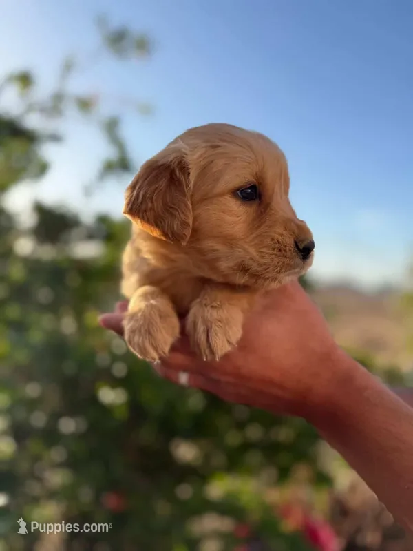 Golden  – Golden Retriever puppy for sale in Eastvale, CA