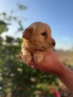 Golden , a male Golden Retriever for sale in Eastvale, CA – Photo 1 of 3