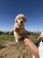 Lala(has video) , a female Golden Retriever for sale in Eastvale, CA – 4 of 6
