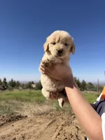 Lala(has video) , a female Golden Retriever for sale in Eastvale, CA – 3 of 6