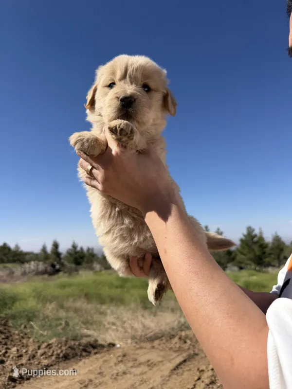 Lala  – Golden Retriever puppy for sale in Eastvale, CA