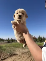 Lala(has video) , a female Golden Retriever for sale in Eastvale, CA – 1 of 6