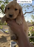 Golden , a male Golden Retriever for sale in Eastvale, CA – Photo 3 of 3