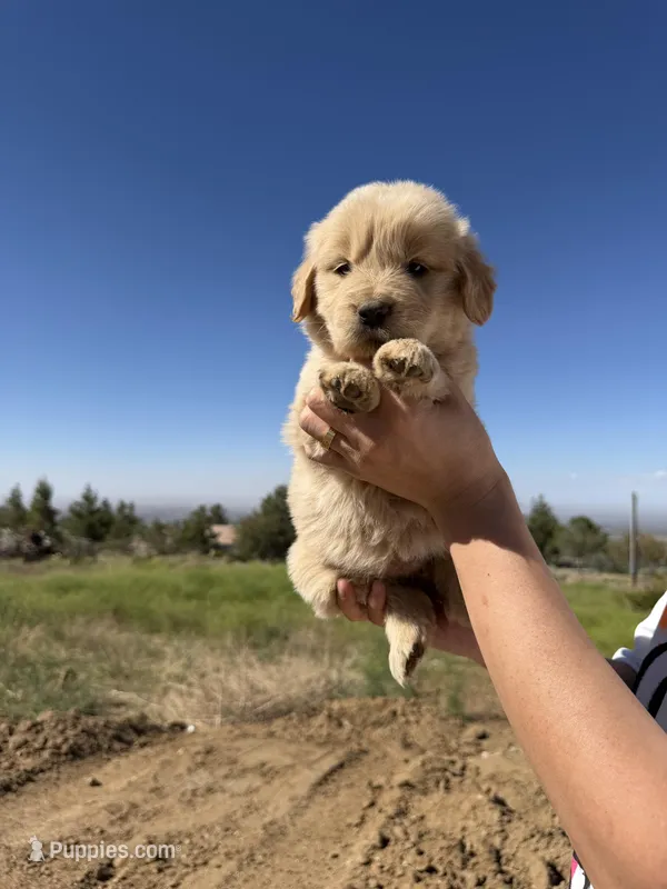 Lala  – Golden Retriever puppy for sale in Eastvale, CA