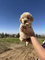 Lala(has video) , a female Golden Retriever for sale in Eastvale, CA – 5 of 6