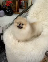 Bitcoin , a male Pomeranian for sale in Diamond Bar, CA – 3 of 3