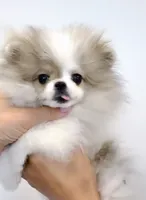 Bunny micro size , a female Pomeranian for sale in Eastvale, CA – 5 of 7
