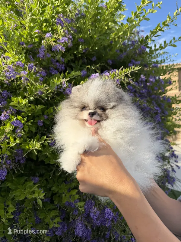 Tiramisu  – Pomeranian puppy for sale in Eastvale, CA