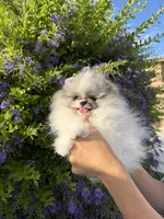 Tiramisu , a male Pomeranian for sale in Eastvale, CA – 1 of 5