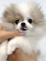 Bunny micro size , a female Pomeranian for sale in Eastvale, CA – 2 of 7