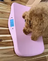 Latte (teacup poodle) , a male Poodle - Toy  for sale in Eastvale, CA – 2 of 2