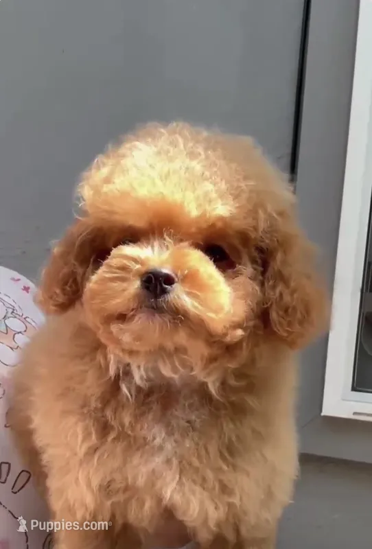 Mocha  – Maltipoo puppy for sale in Eastvale, CA