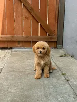 Mocha , a male Maltipoo for sale in Eastvale, CA – 3 of 4