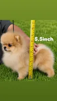 Labubu , a female Pomeranian for sale in Eastvale, CA – 2 of 3