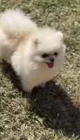 Tinkerbell(micro Pom), a female Pomeranian for sale in Eastvale, CA – 2 of 4