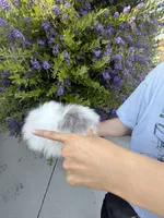 Pudding (micro Pomeranian) , a male Pomeranian for sale in Eastvale, CA – 3 of 7