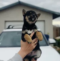 processed/62ca6bcb-e89d-4731-b44f-1a0e0e7890b7/listing/d3261543-e1d4-48f4-8743-40a4e5c23c9c/2325d913-6ffa-4681-8983-9500fd7f0872