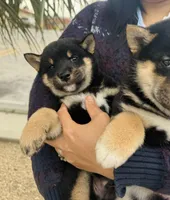 processed/62ca6bcb-e89d-4731-b44f-1a0e0e7890b7/listing/d3261543-e1d4-48f4-8743-40a4e5c23c9c/6bd78fc9-fc35-4d0a-850e-aee7366e5758