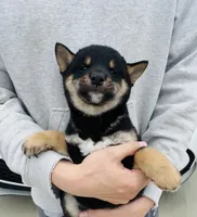 processed/62ca6bcb-e89d-4731-b44f-1a0e0e7890b7/listing/d3261543-e1d4-48f4-8743-40a4e5c23c9c/92f84489-997b-486b-a010-a98cd7debd6d