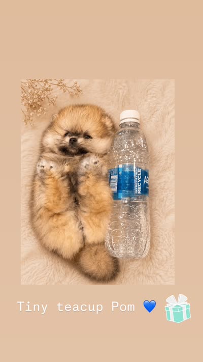 Peanut(teacup Pomeranian), a male Pomeranian for sale in Eastvale, CA – 2 of 2