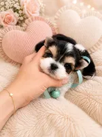 Bonny , a male Morkie for sale in Eastvale, CA – 1 of 2
