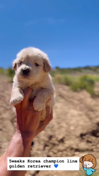 Golden (has video), a female Golden Retriever for sale in Eastvale, CA – 2 of 5