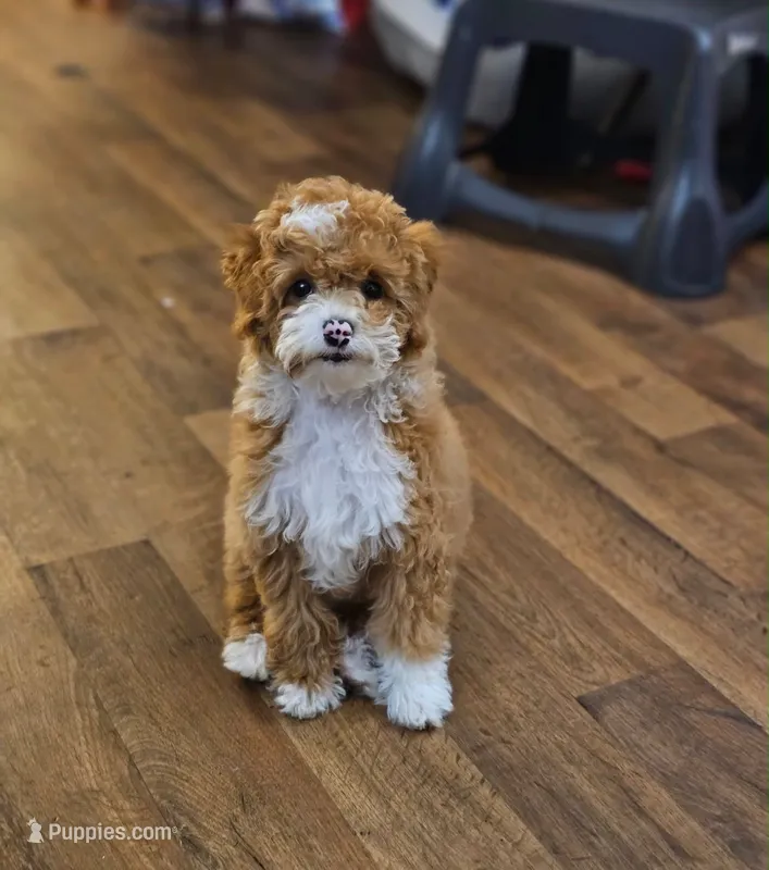    Maple  – Poodle - Toy  puppy for sale in Eastvale, CA