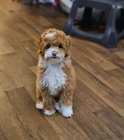    Maple , a female Poodle - Toy  for sale in Eastvale, CA – 1 of 4