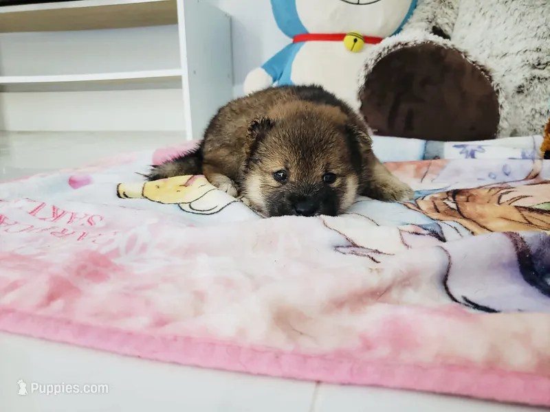 Sesame make Shiba  – Shiba Inu puppy for sale in Eastvale, CA