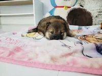 Sesame make Shiba , a female Shiba Inu for sale in Eastvale, CA – 1 of 2