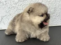 Lulu , a female Pomeranian for sale in Eastvale, CA – 1 of 1
