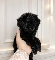 Kkambo, a male Poodle - Toy  for sale in Eastvale, CA – 2 of 3