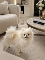 Medusa , a female Pomeranian for sale in Eastvale, CA – 2 of 2