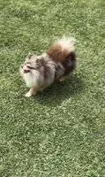 Cookie , a female Pomeranian for sale in Eastvale, CA – 2 of 5