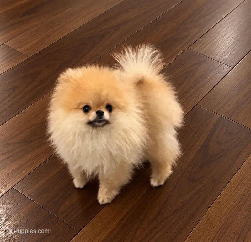 Cookie(Sacramento area)  – Pomeranian puppy for sale in Mira Loma, CA